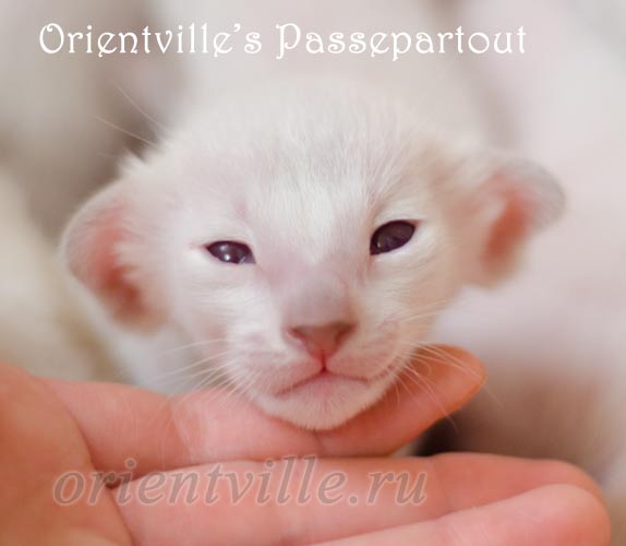 Пасспарту, 15 дней