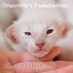 Пасспарту, 15 дней