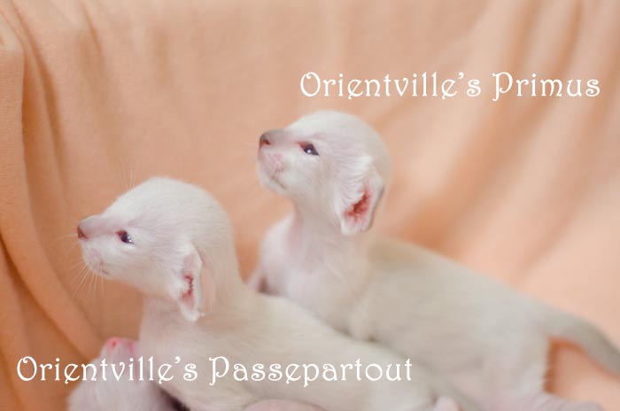 Праймус, 15 дней