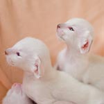 Праймус, 15 дней