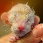 Сиамский котенок