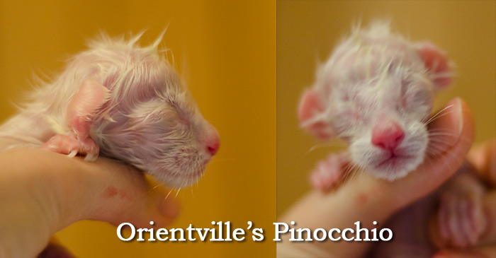 Новорожденный котенок