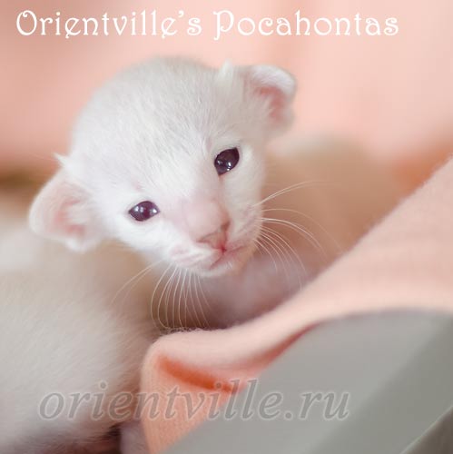 Покахонтас, 15 дней