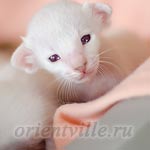 Покахонтас, 15 дней