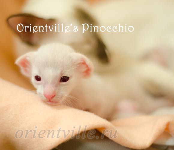 Пиноккио, 15 дней