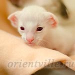 Пиноккио, 15 дней