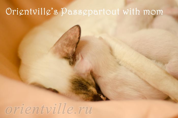 Пасспарту, 15 дней