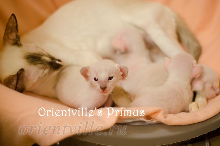 Праймус, 15 дней