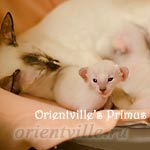 Праймус, 15 дней