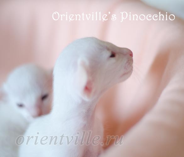 Пиноккио, 15 дней