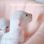 Пиноккио, 15 дней