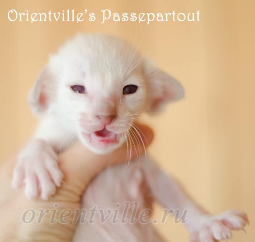 Пасспарту, 17 дней