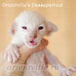 Сиамский котенок