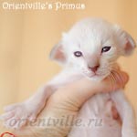 Сиамский котенок