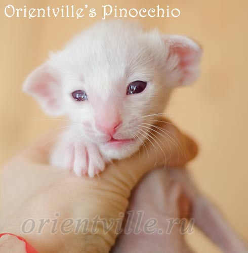 Пиноккио, 17 дней