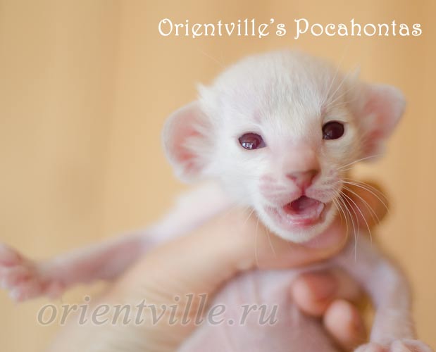 Покахонтас, 17 дней