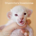 Сиамский котенок