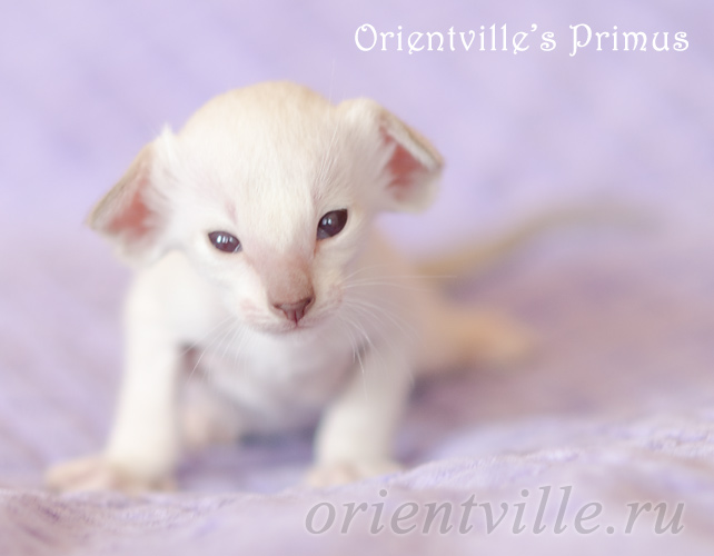 Праймус, 20 дней