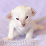 Праймус, 20 дней