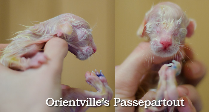 Новорожденный котенок