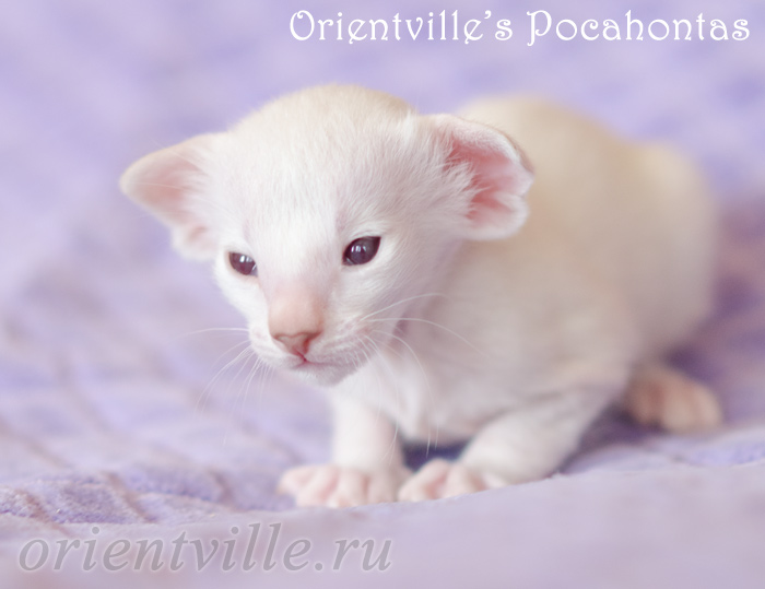 Покахонтас, 20 дней