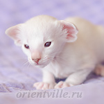 Покахонтас, 20 дней