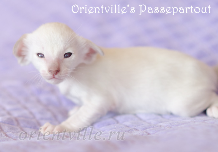 Пасспарту, 20 дней