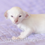 Пасспарту, 20 дней