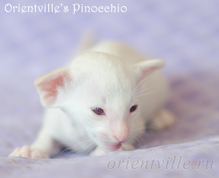 Пиноккио, 20 дней