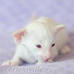 Пиноккио, 20 дней