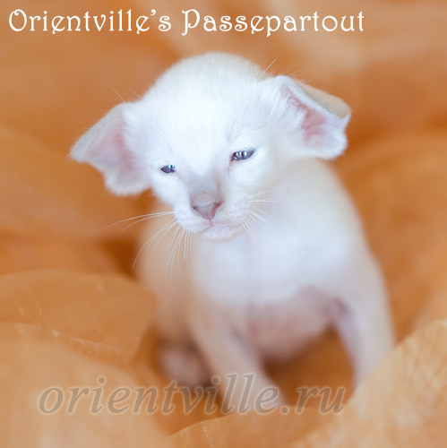 Пасспарту, 24 дня