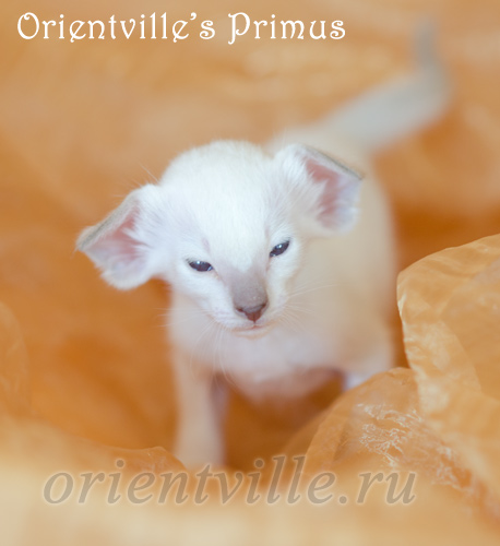 Праймус, 24 дня