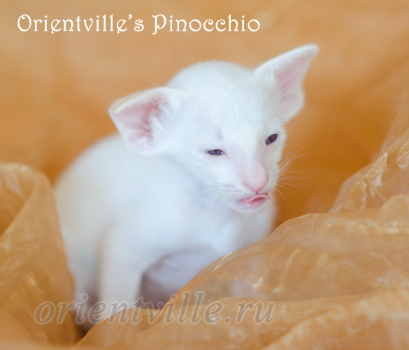 Пиноккио, 24 дней