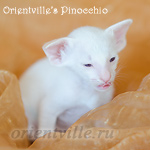 Пиноккио, 24 дней