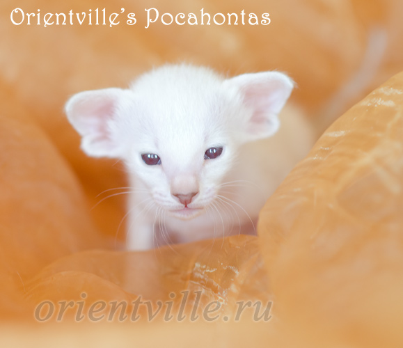 Покахонтас, 24 дня