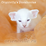 Покахонтас, 24 дня