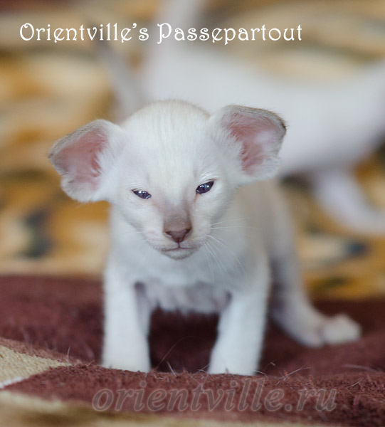 Пасспарту, 28 дней