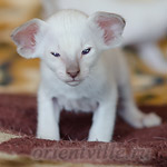 Пасспарту, 28 дней