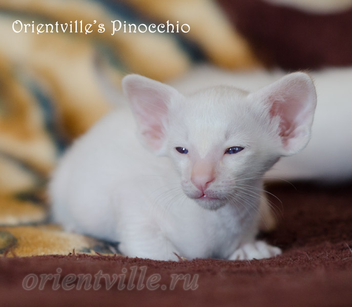 Пиноккио, 28 дней