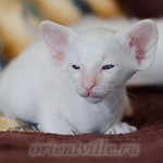 Пиноккио, 28 дней