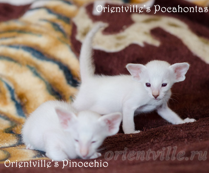 Покахонтас, 28 дней