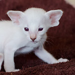 Покахонтас, 28 дней