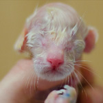 Сиамский котенок