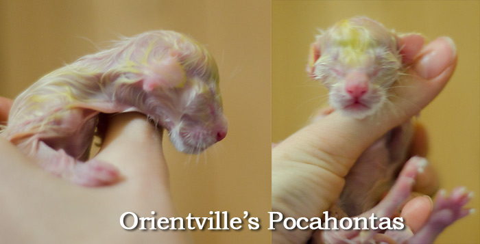 Новорожденный котенок