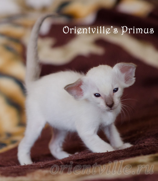 Праймус, 28 день