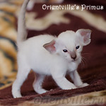 Праймус, 28 день