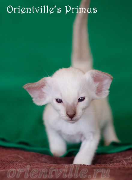 Праймус, 28 день