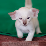 Праймус, 28 день