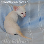 Пиноккио, 1 мес