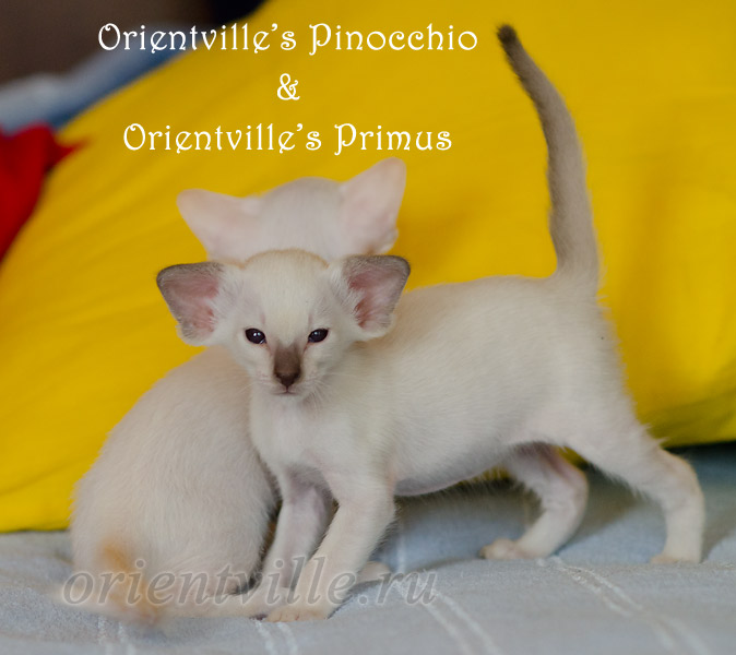 Праймус, 1 мес